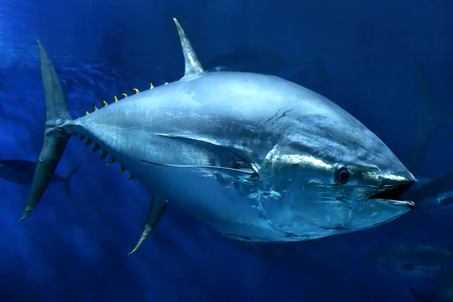 Тигровый тунец