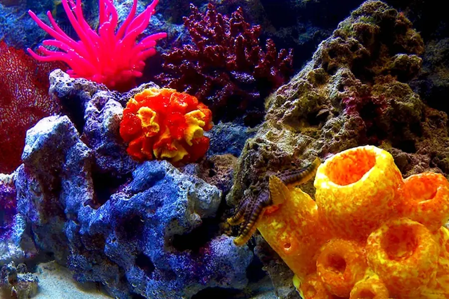 Тип губки Porifera