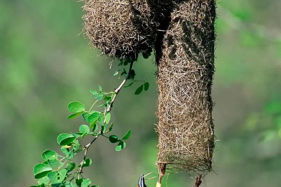 Ткачик птица гнездо