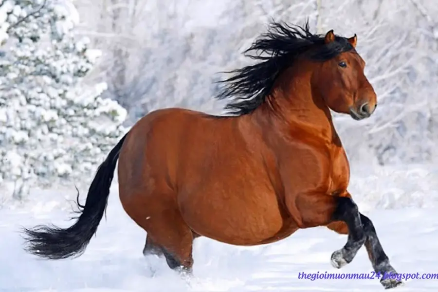 Толстая лошадка