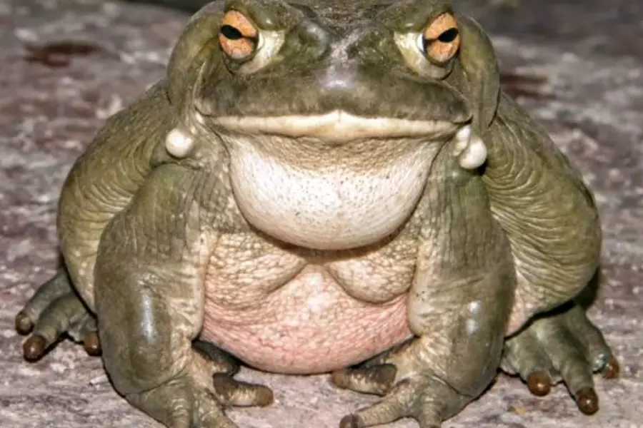 Толстая жаба