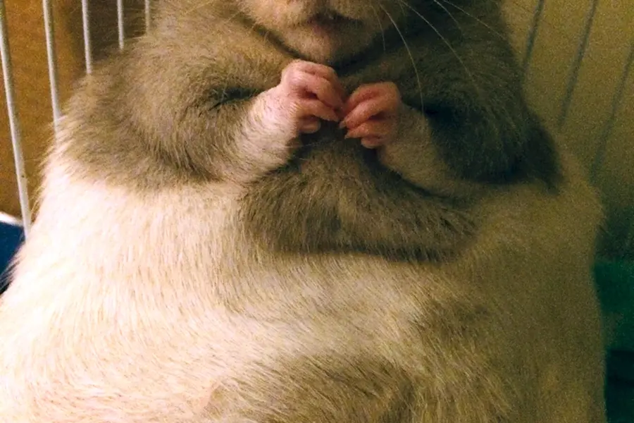 Толстые крысы