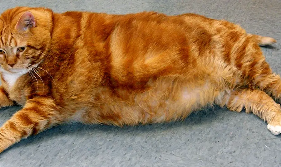 Толстые рыжие коты