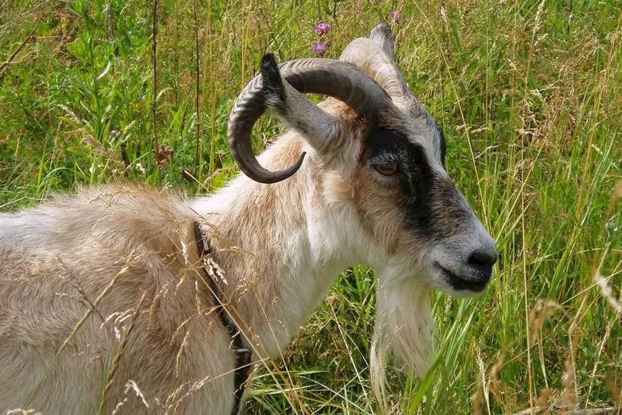 Тосканский козел