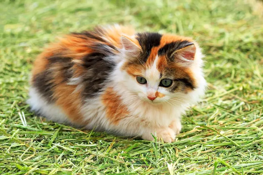 Трехцветные кошки Калико