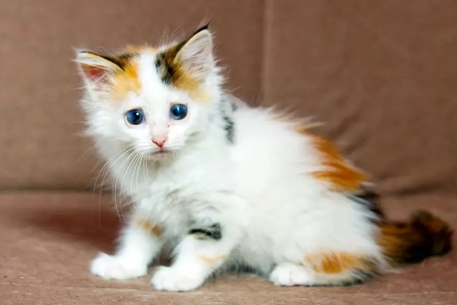Трехцветный котенок