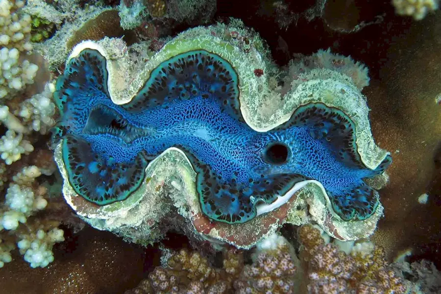 Тридакна моллюск в Красном море