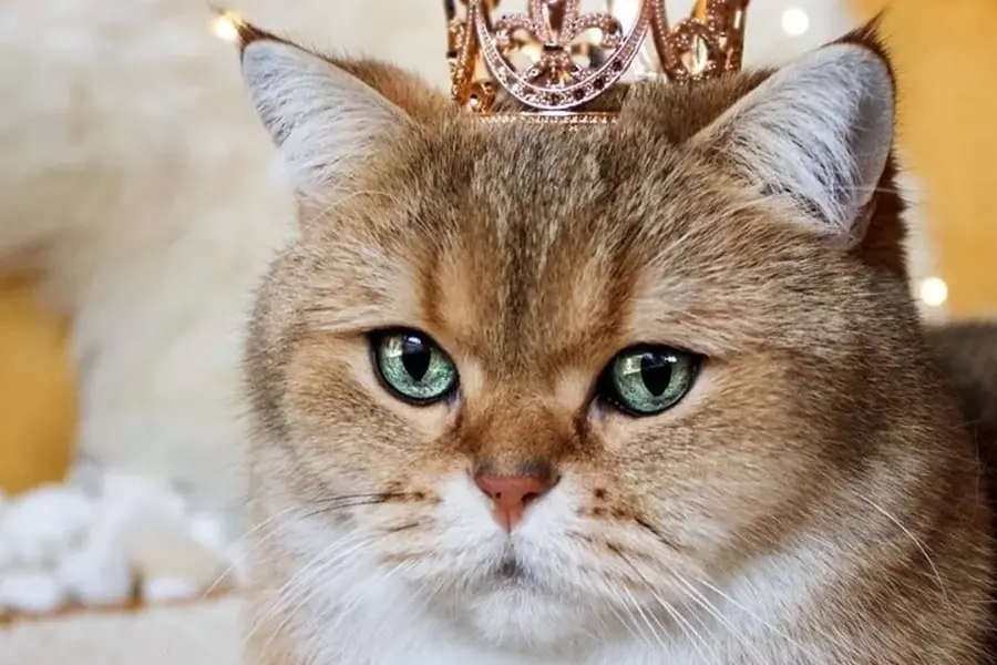 Царская кошка