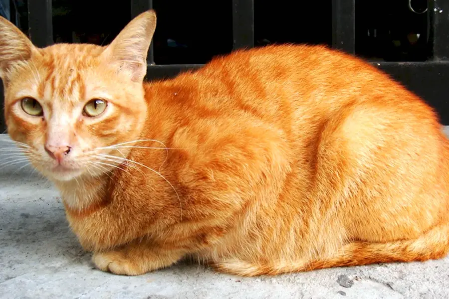 Цейлонская короткошерстная кошка рыжая