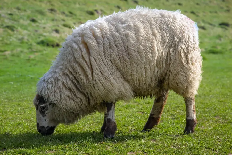 Цигеевская порода овец