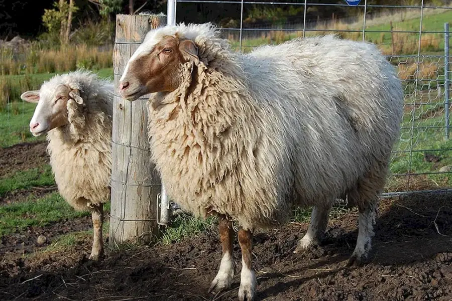 Цигеевская порода овец