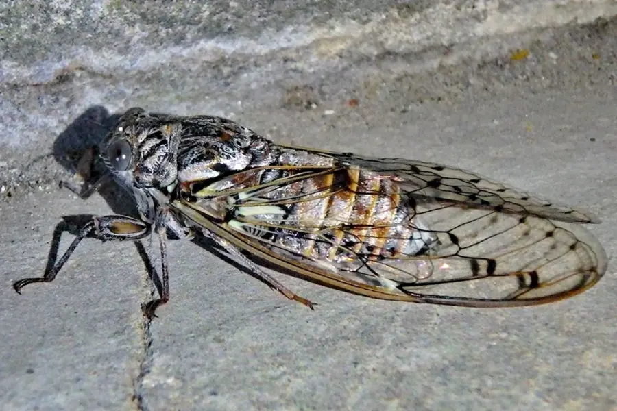Цикады насекомые в Геленджике