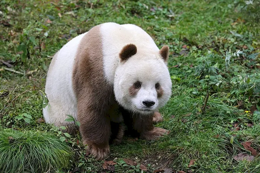 Циньлинская Панда