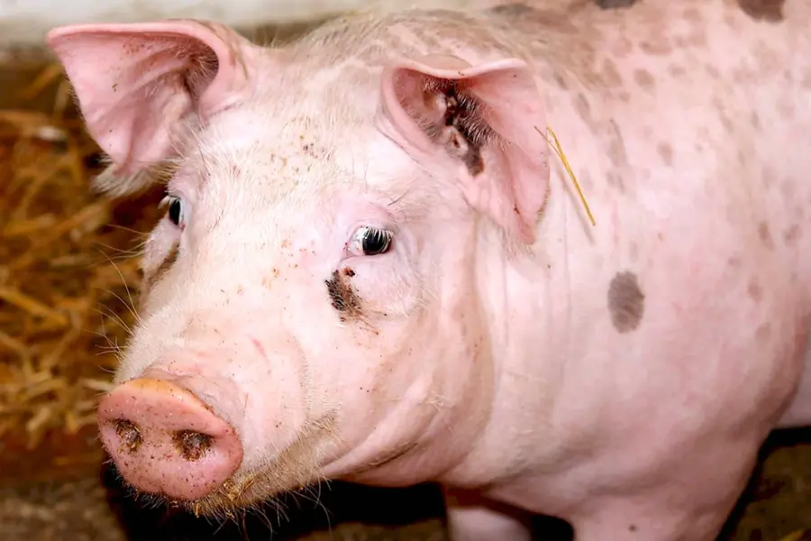 Цирковирус свиней дерматиты