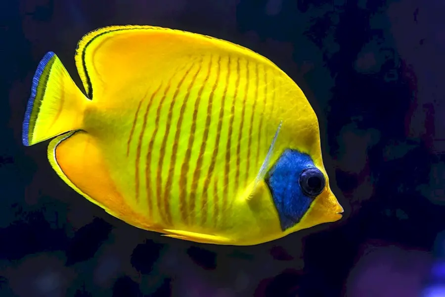 Цитрон рыбка аквариумная
