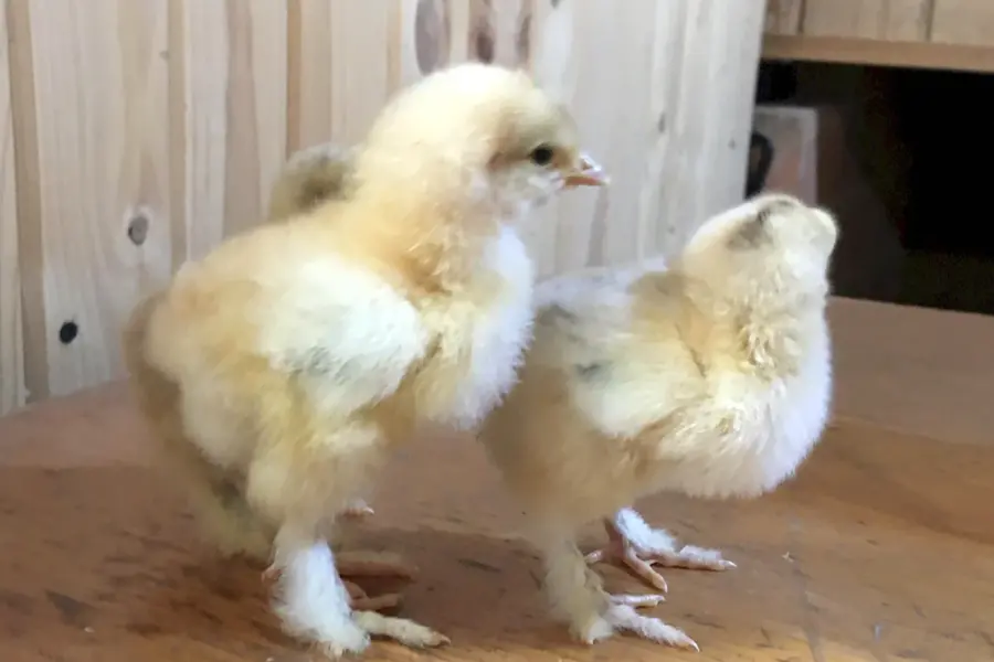 Цыплята Брама и кохинхин