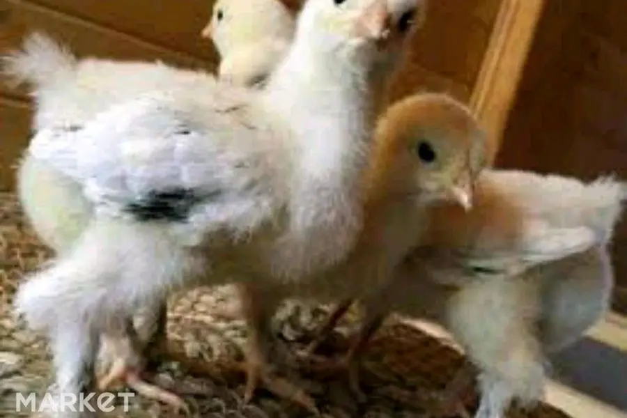 Цыплята Брама светлая колумбийская