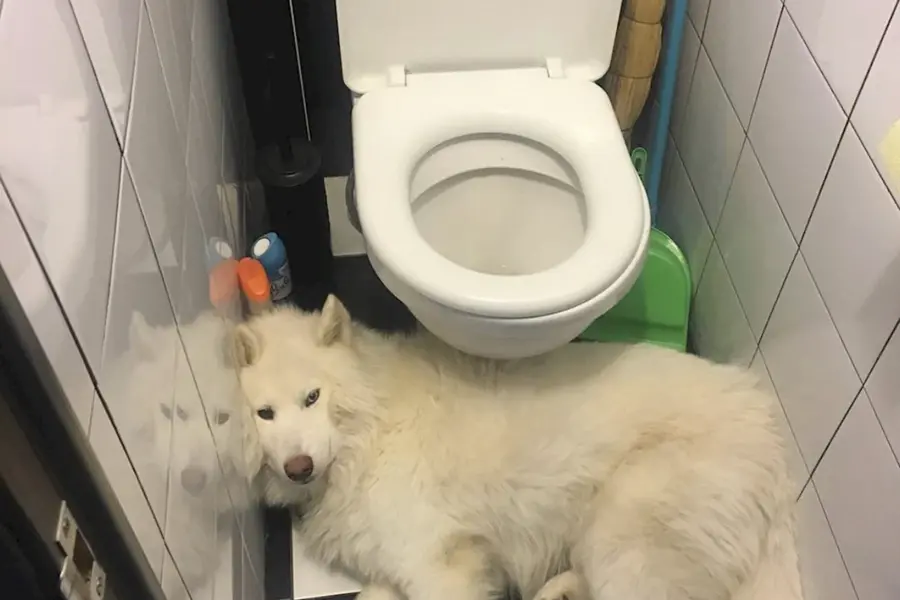Туалет для собак