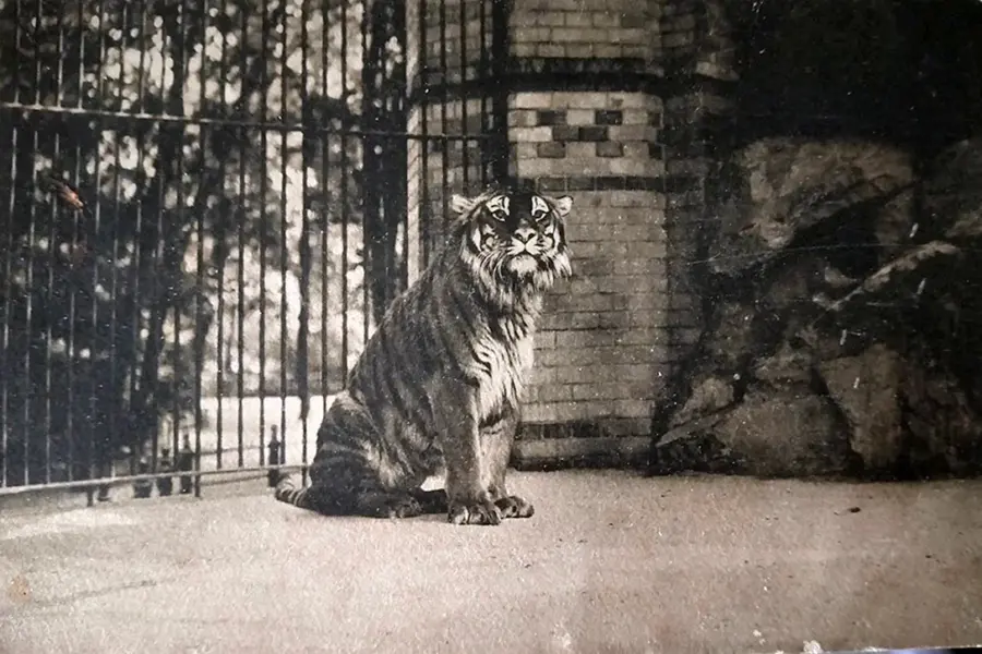 Туранский Каспийский тигр