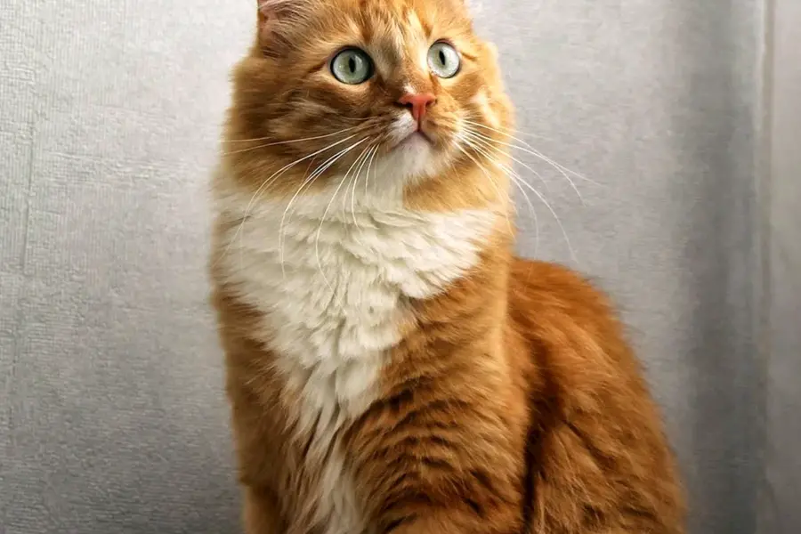 Турецкая ангорская кошка рыжая