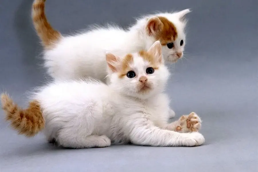 Турецкий Ван кошка с котятами