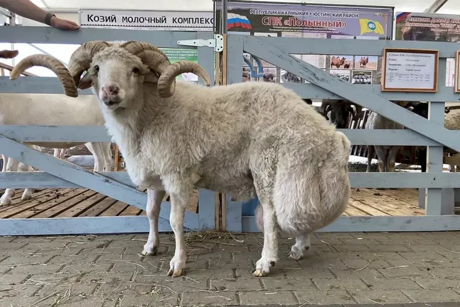 Тушинская порода овец в Дагестане