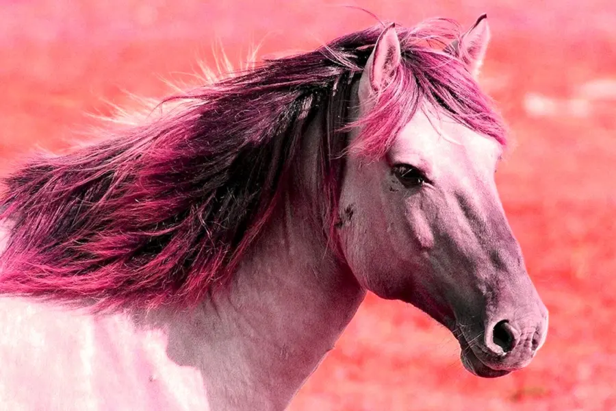 Тыгдынский конь