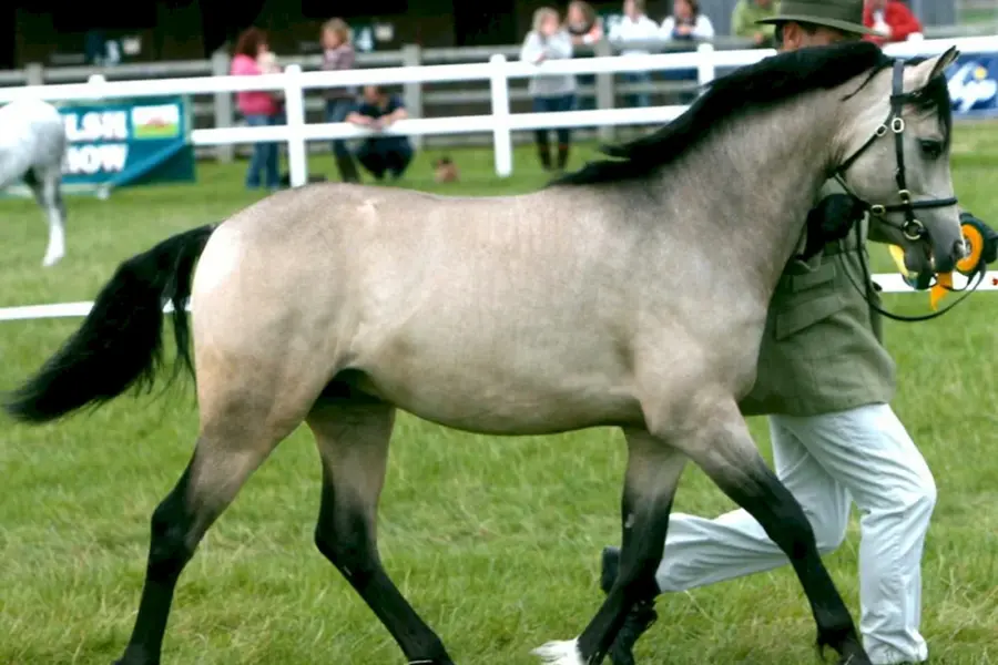 Уэльская порода лошадей