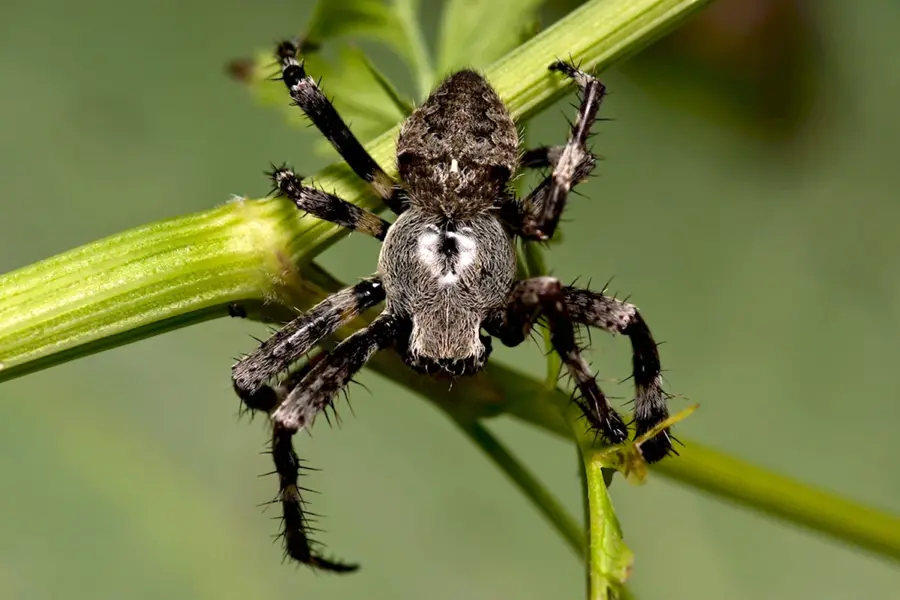 Угловатый крестовик паук