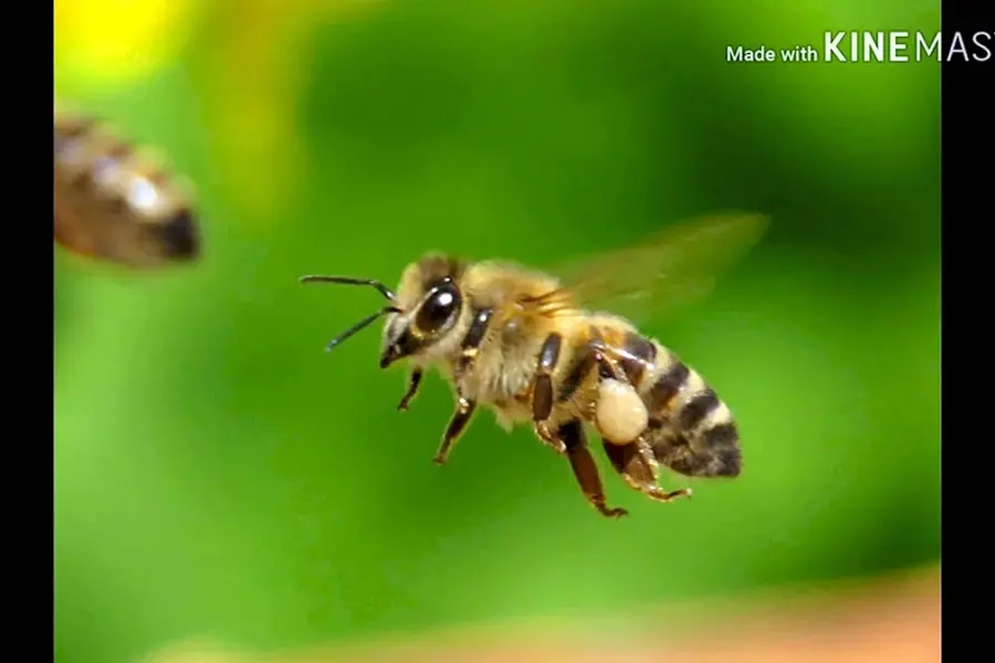 Украинская Степная пчела