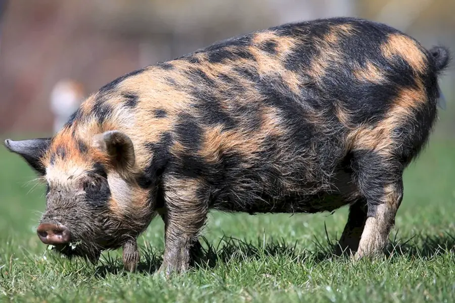 Украинская Степная Рябая порода свиней