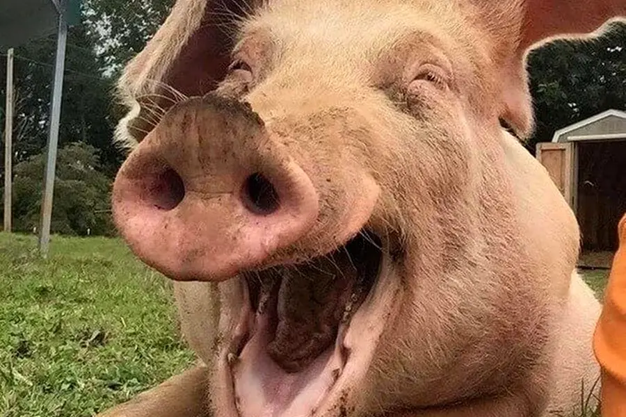 Улыбка свиньи
