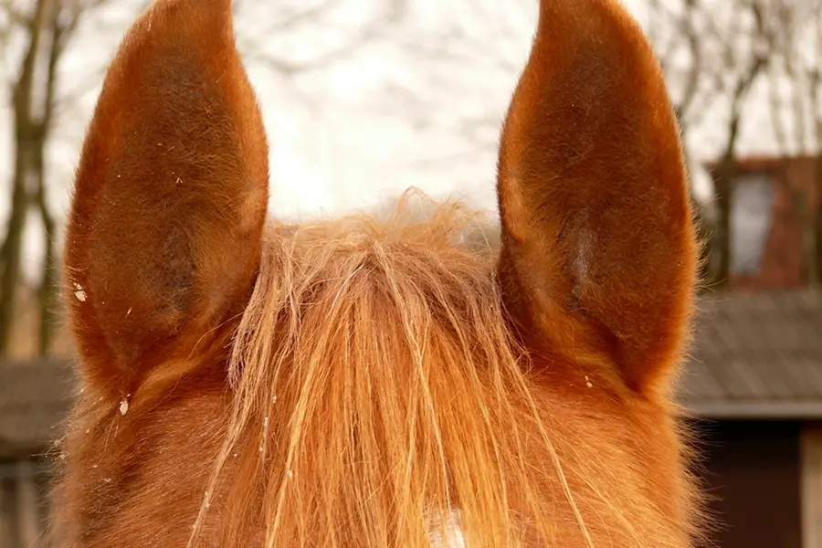 Уши лошади