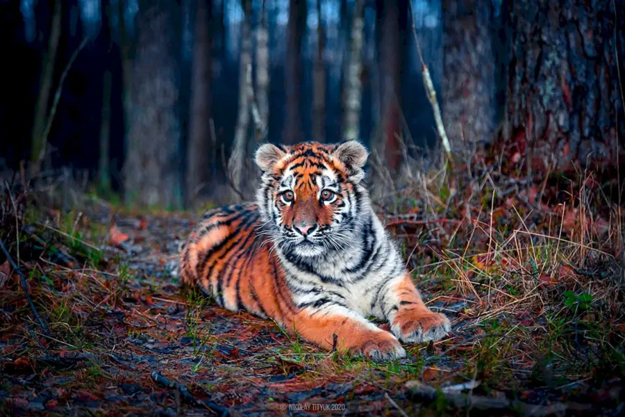 Уссурийский Амурский тигр Уссурийский Амурский тигр