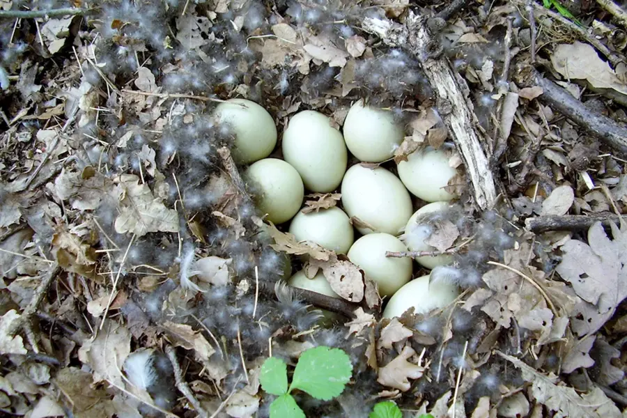 Утиные яйца в гнезде