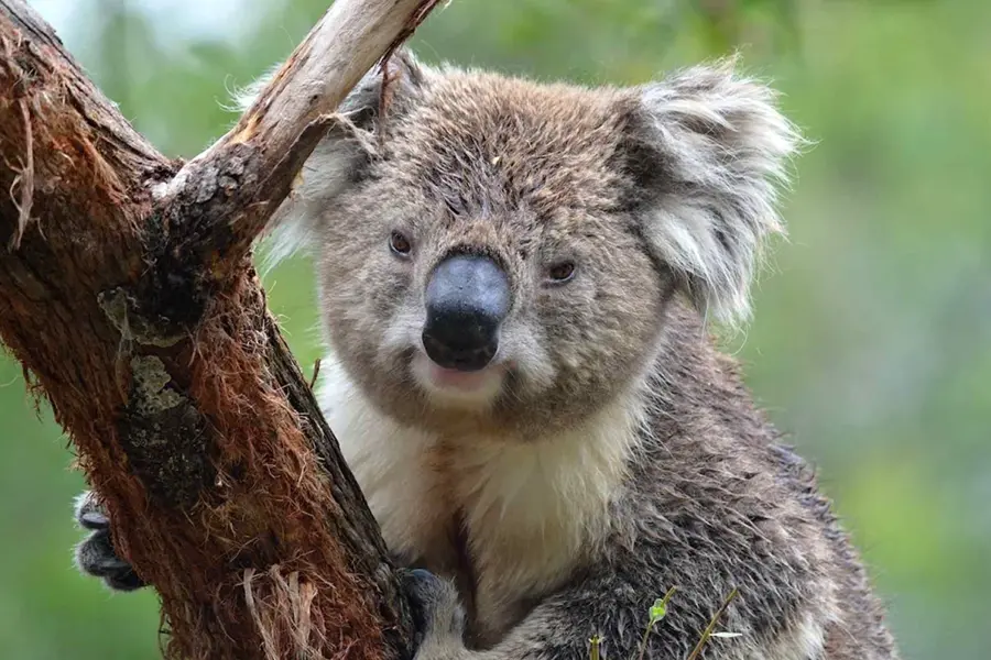 Утконос коала Австралия
