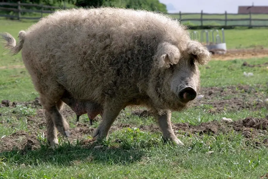 Венгерская свинья мангалица