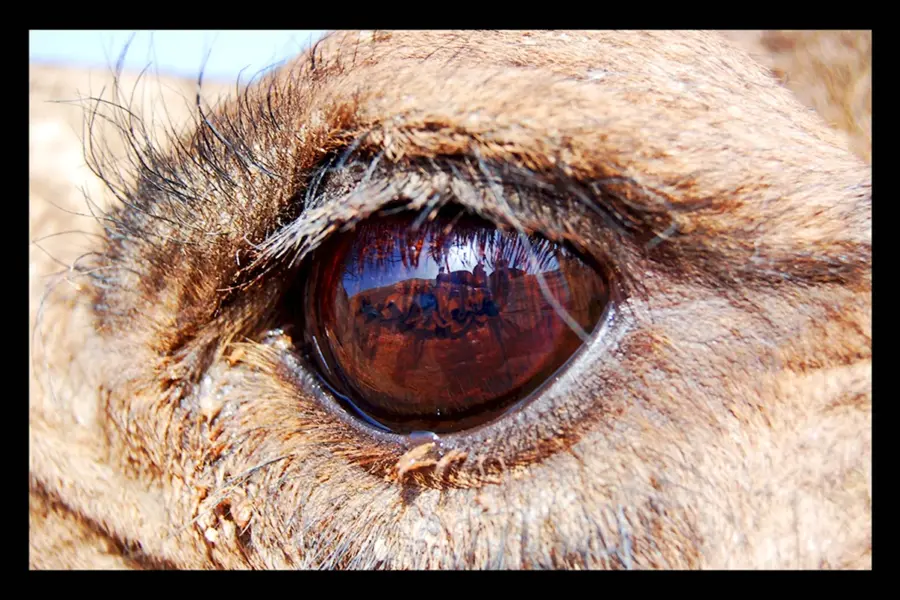 Верблюжий глаз