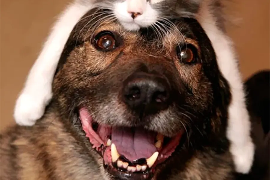 Веселые собаки и кошки