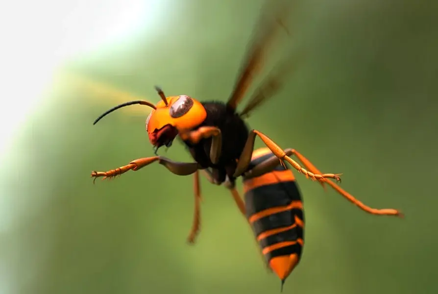 Веспа пчела