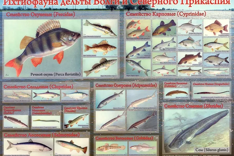 Виды рыб Астраханской области