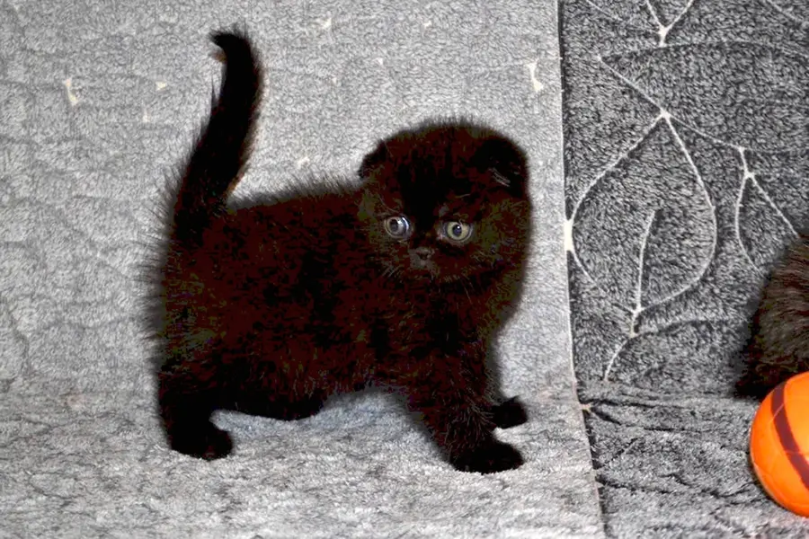 Вислоухие котята черного цвета