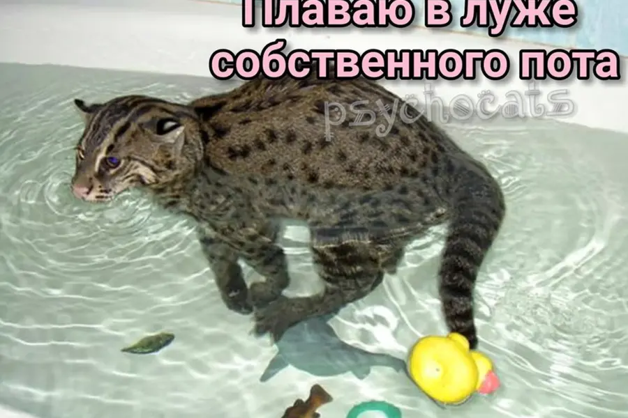Виверровый кот рыболов