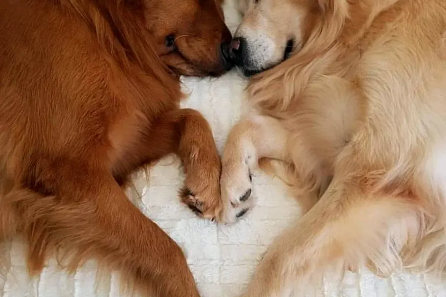 Влюбленные собаки