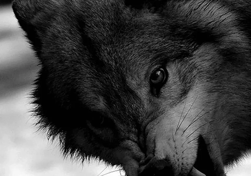 Волчий оскал чёрного волка