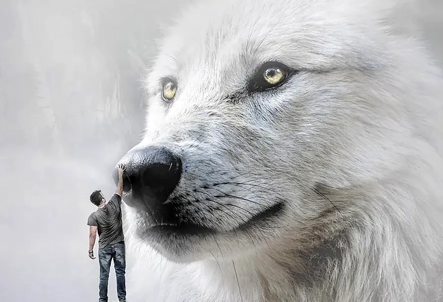 Волк белый злой