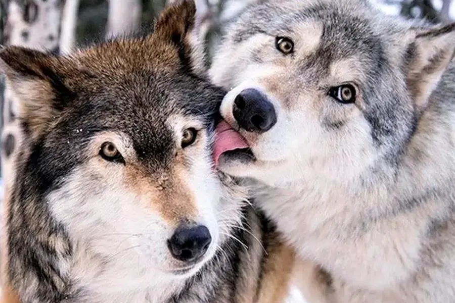 Волк и волчица