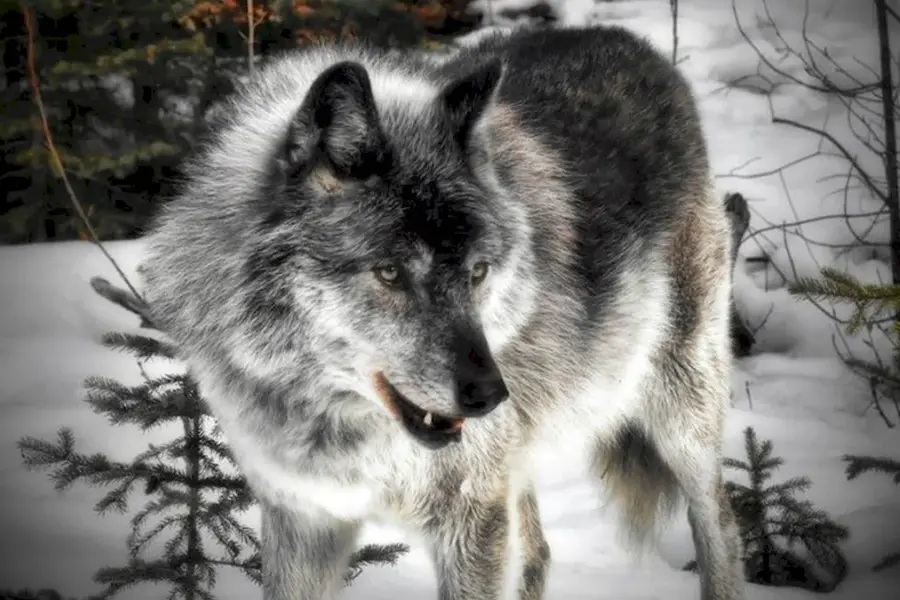 Волк из Аляски