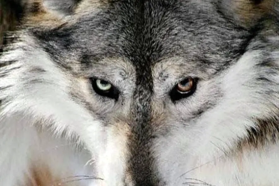 Волк красавец