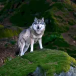 Волк скалистых гор